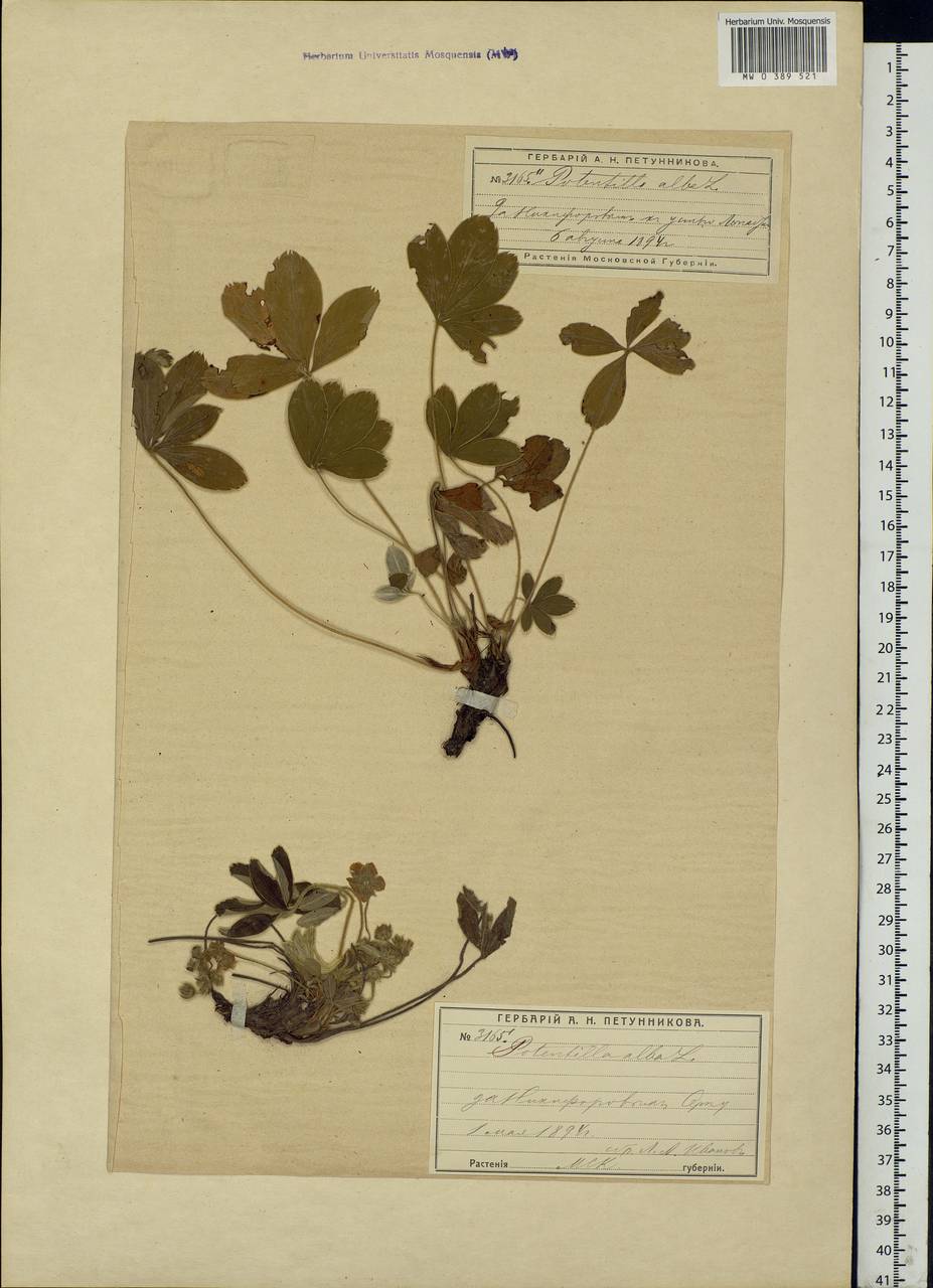 Potentilla alba L., Eastern Europe, Moscow region (E4a) (Russia)