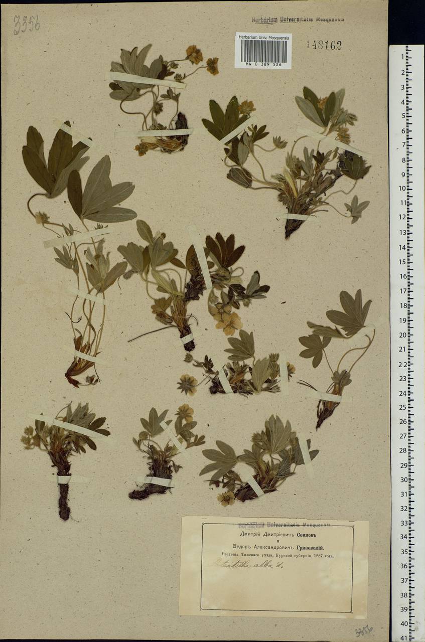 Potentilla alba L., Eastern Europe, Central forest-and-steppe region (E6) (Russia)