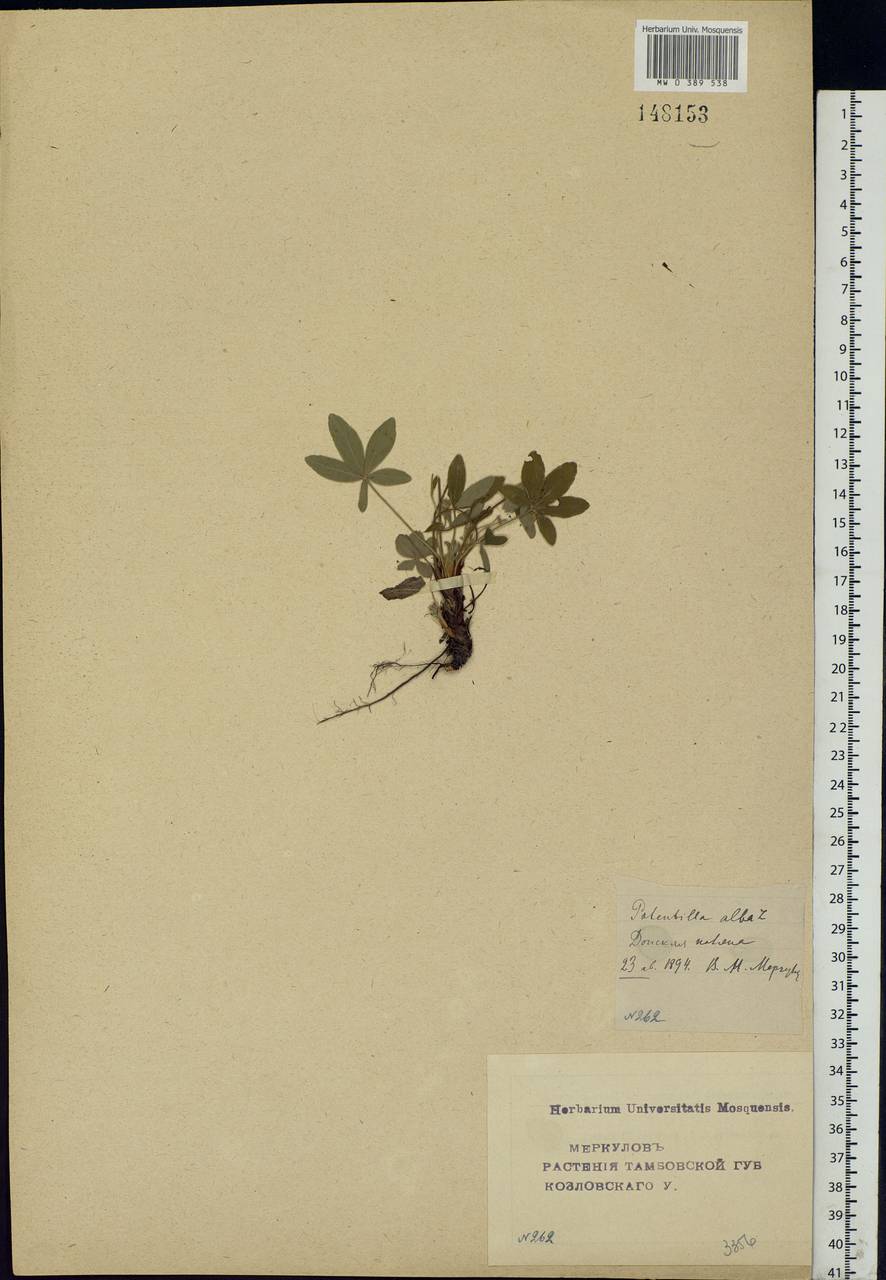Potentilla alba L., Eastern Europe, Central forest-and-steppe region (E6) (Russia)
