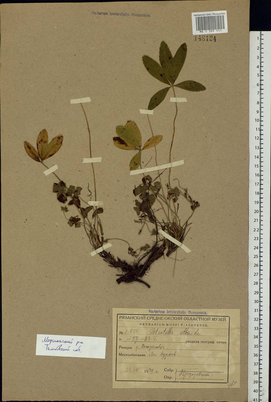 Potentilla alba L., Eastern Europe, Central forest-and-steppe region (E6) (Russia)