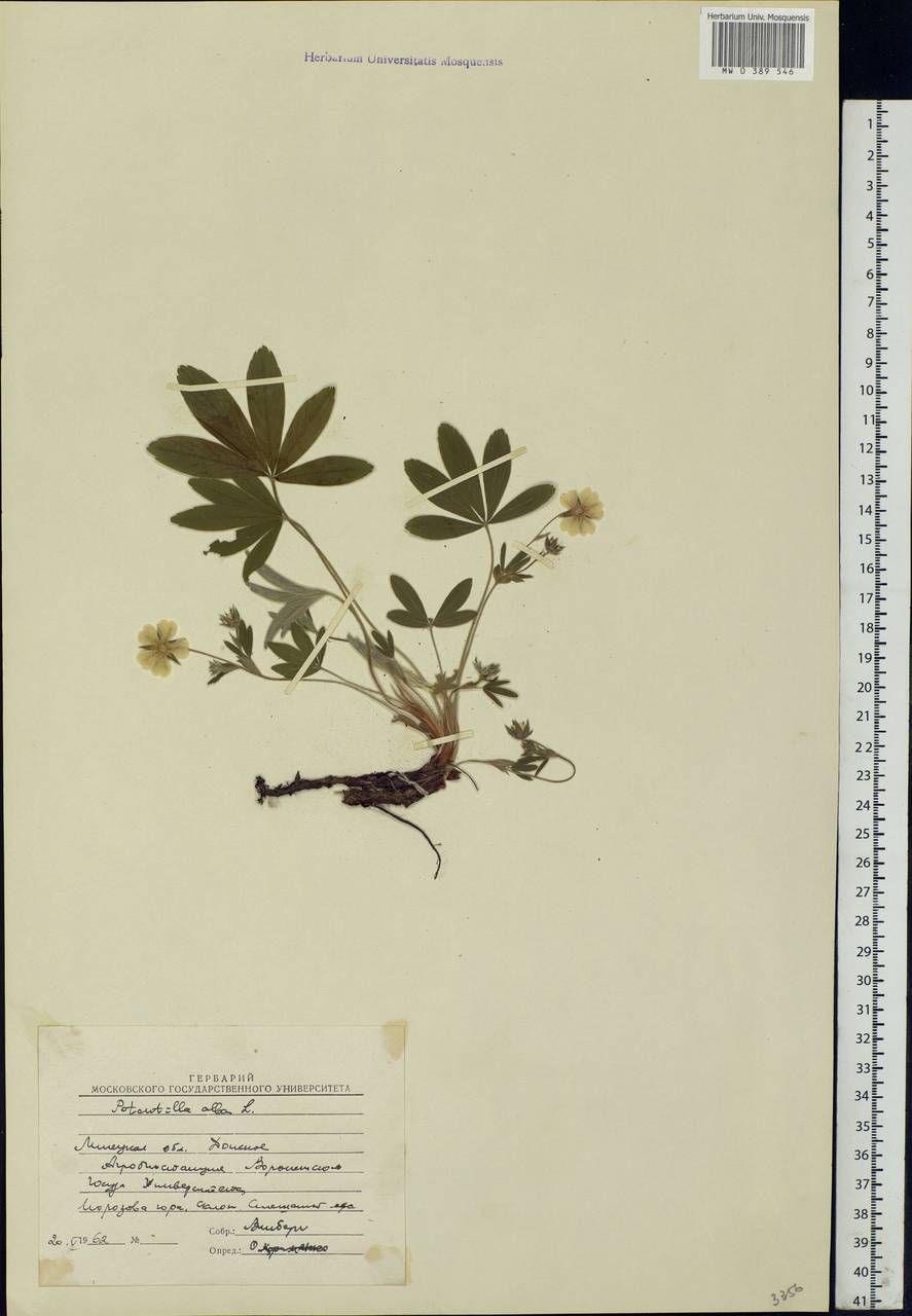 Potentilla alba L., Eastern Europe, Central forest-and-steppe region (E6) (Russia)