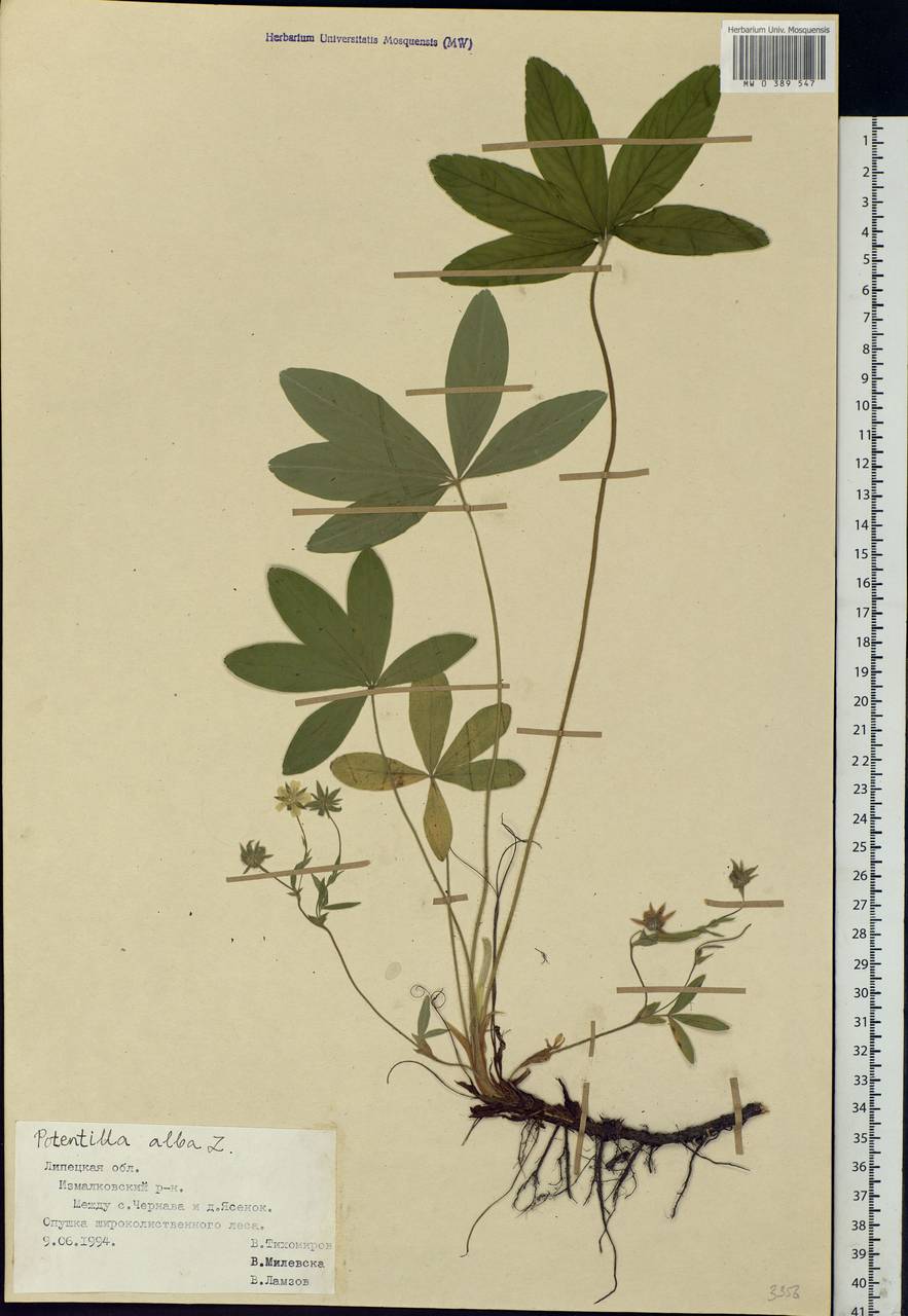 Potentilla alba L., Eastern Europe, Central forest-and-steppe region (E6) (Russia)