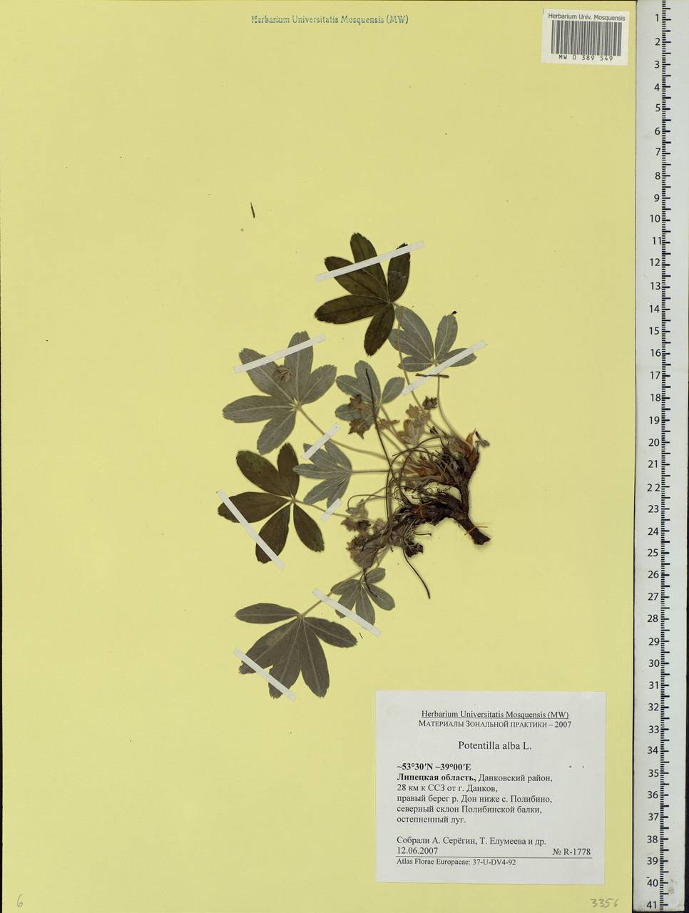 Potentilla alba L., Eastern Europe, Central forest-and-steppe region (E6) (Russia)