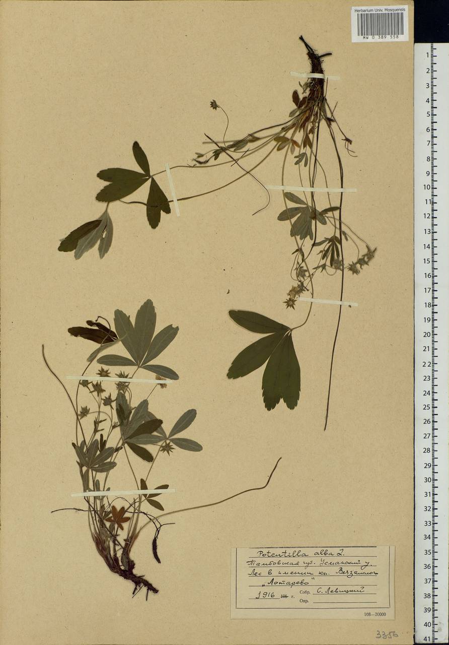 Potentilla alba L., Eastern Europe, Central forest-and-steppe region (E6) (Russia)