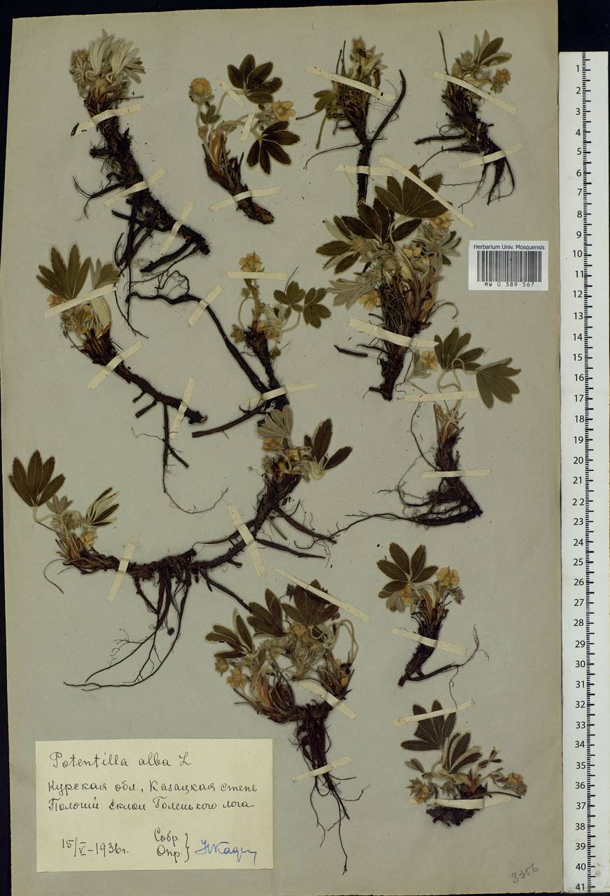 Potentilla alba L., Eastern Europe, Central forest-and-steppe region (E6) (Russia)