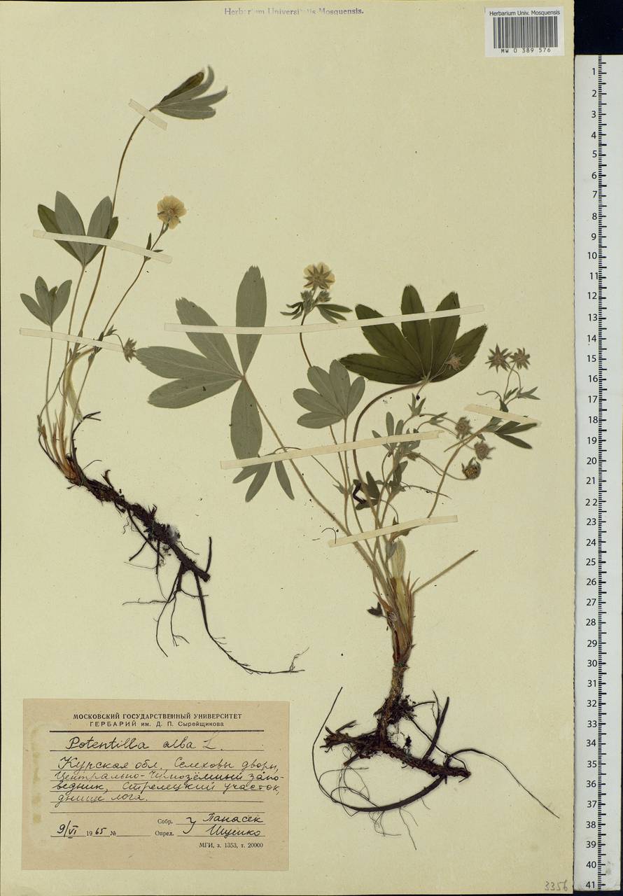 Potentilla alba L., Eastern Europe, Central forest-and-steppe region (E6) (Russia)