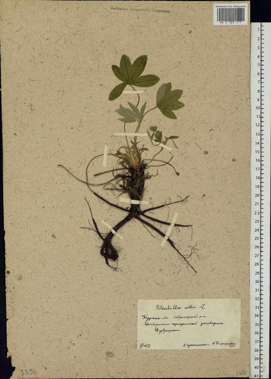 Potentilla alba L., Eastern Europe, Central forest-and-steppe region (E6) (Russia)