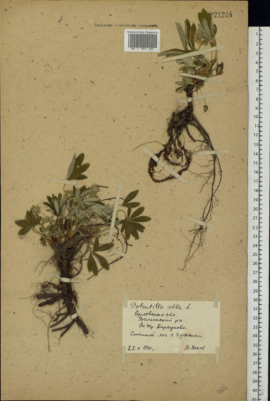 Potentilla alba L., Eastern Europe, Central forest-and-steppe region (E6) (Russia)
