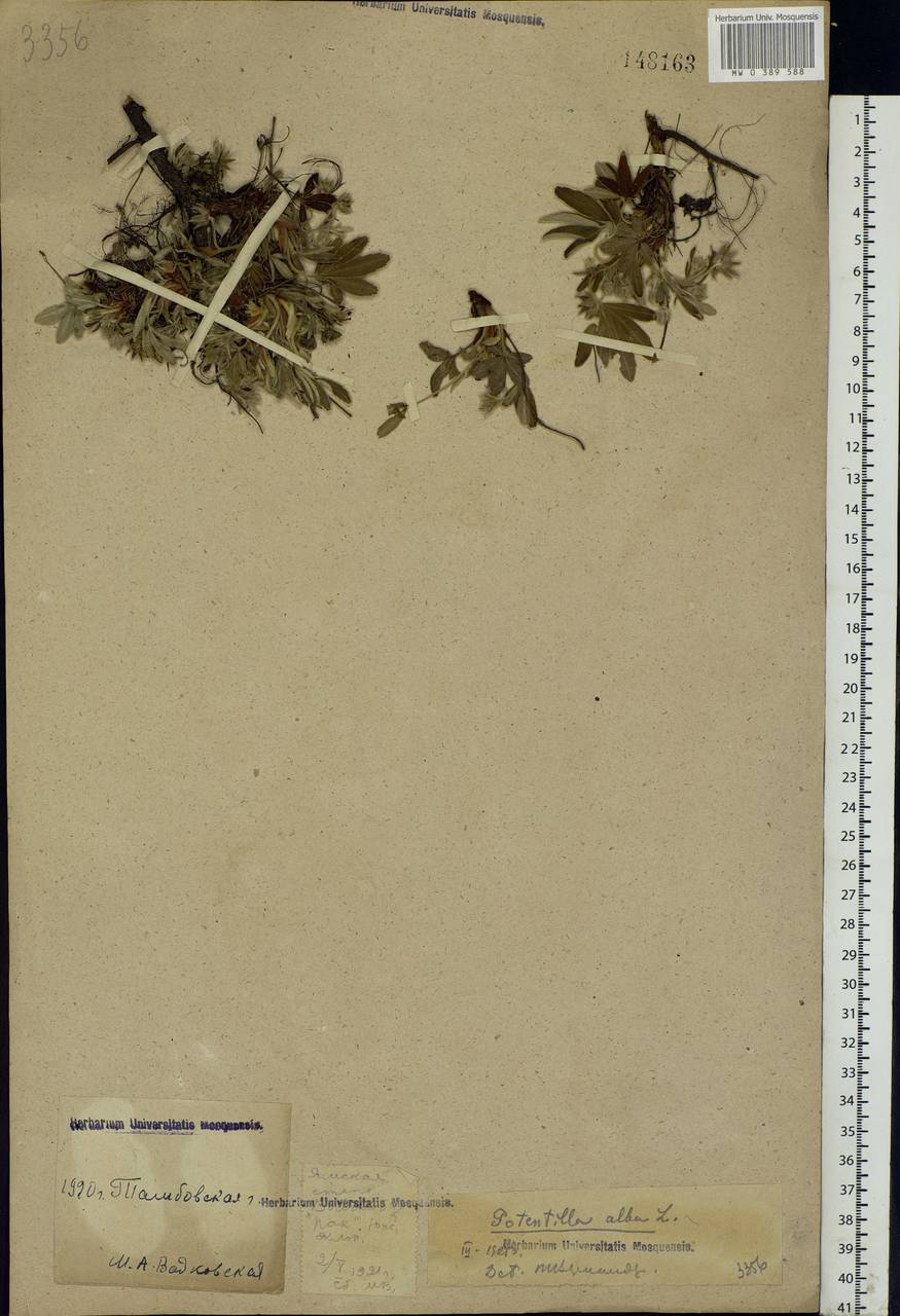 Potentilla alba L., Eastern Europe, Central forest-and-steppe region (E6) (Russia)