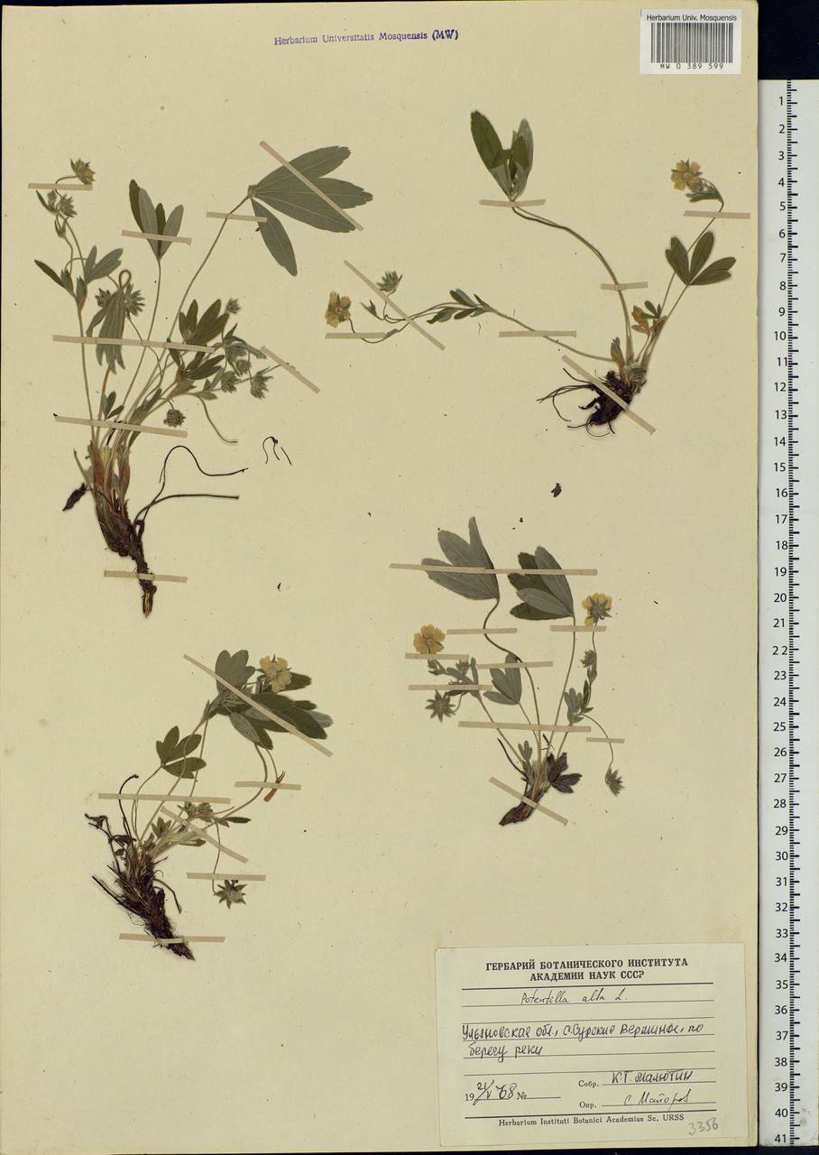 Potentilla alba L., Eastern Europe, Middle Volga region (E8) (Russia)