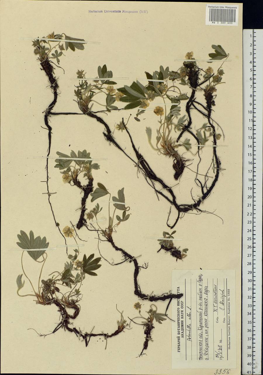 Potentilla alba L., Eastern Europe, Middle Volga region (E8) (Russia)