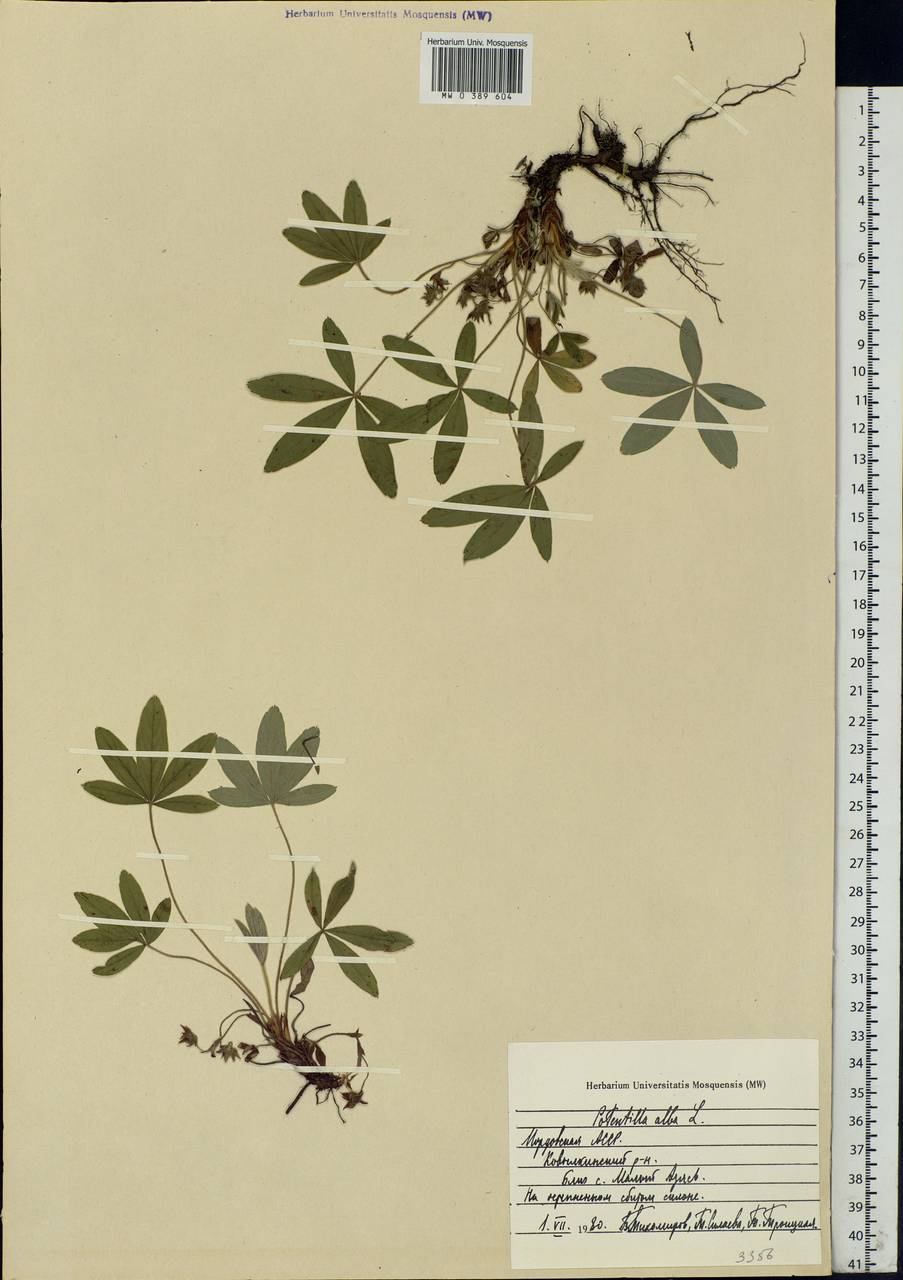 Potentilla alba L., Eastern Europe, Middle Volga region (E8) (Russia)