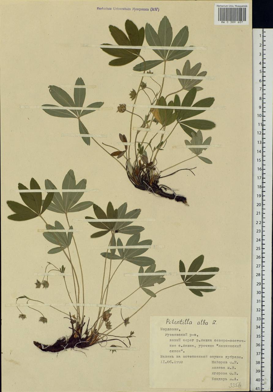 Potentilla alba L., Eastern Europe, Middle Volga region (E8) (Russia)