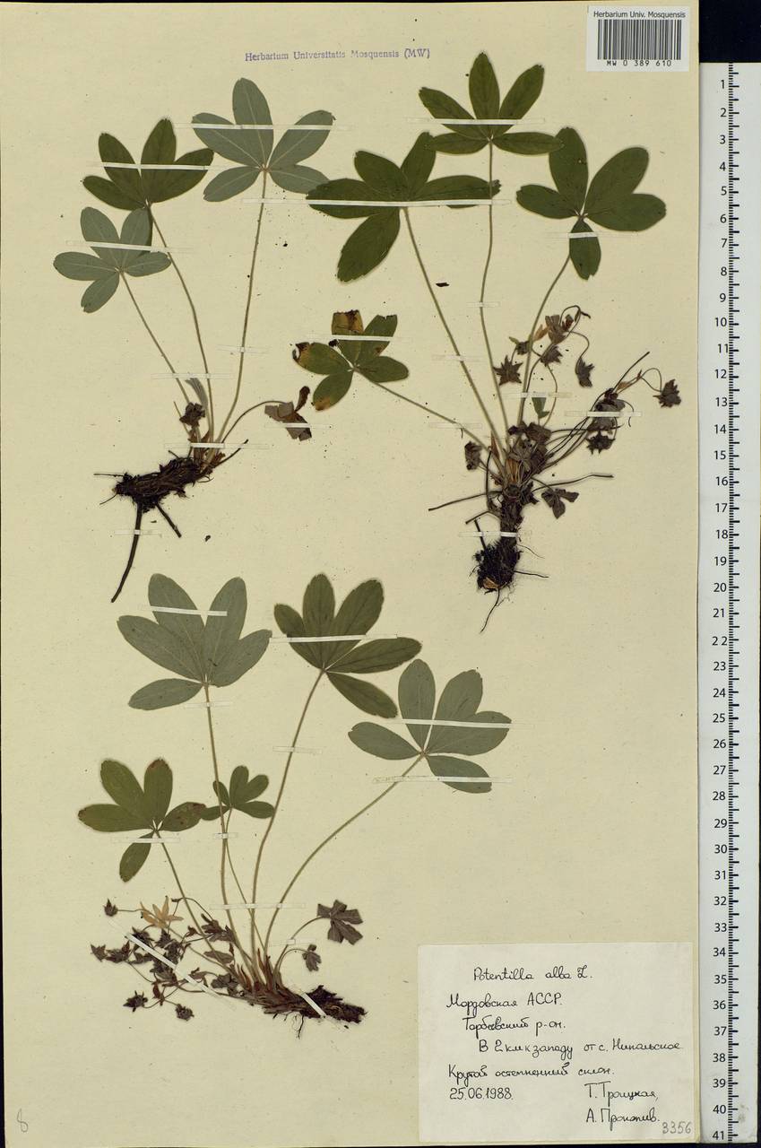 Potentilla alba L., Eastern Europe, Middle Volga region (E8) (Russia)