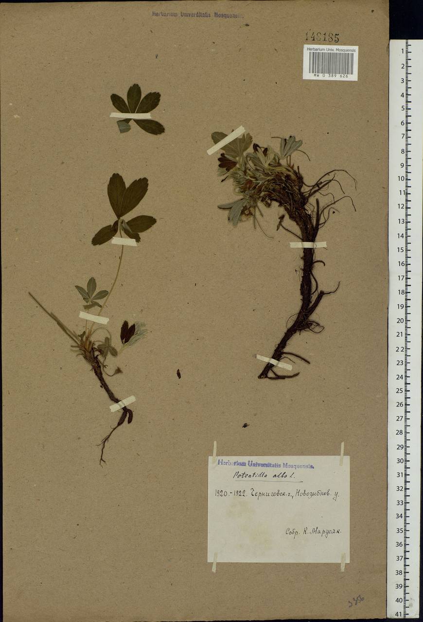 Potentilla alba L., Eastern Europe, North Ukrainian region (E11) (Ukraine)