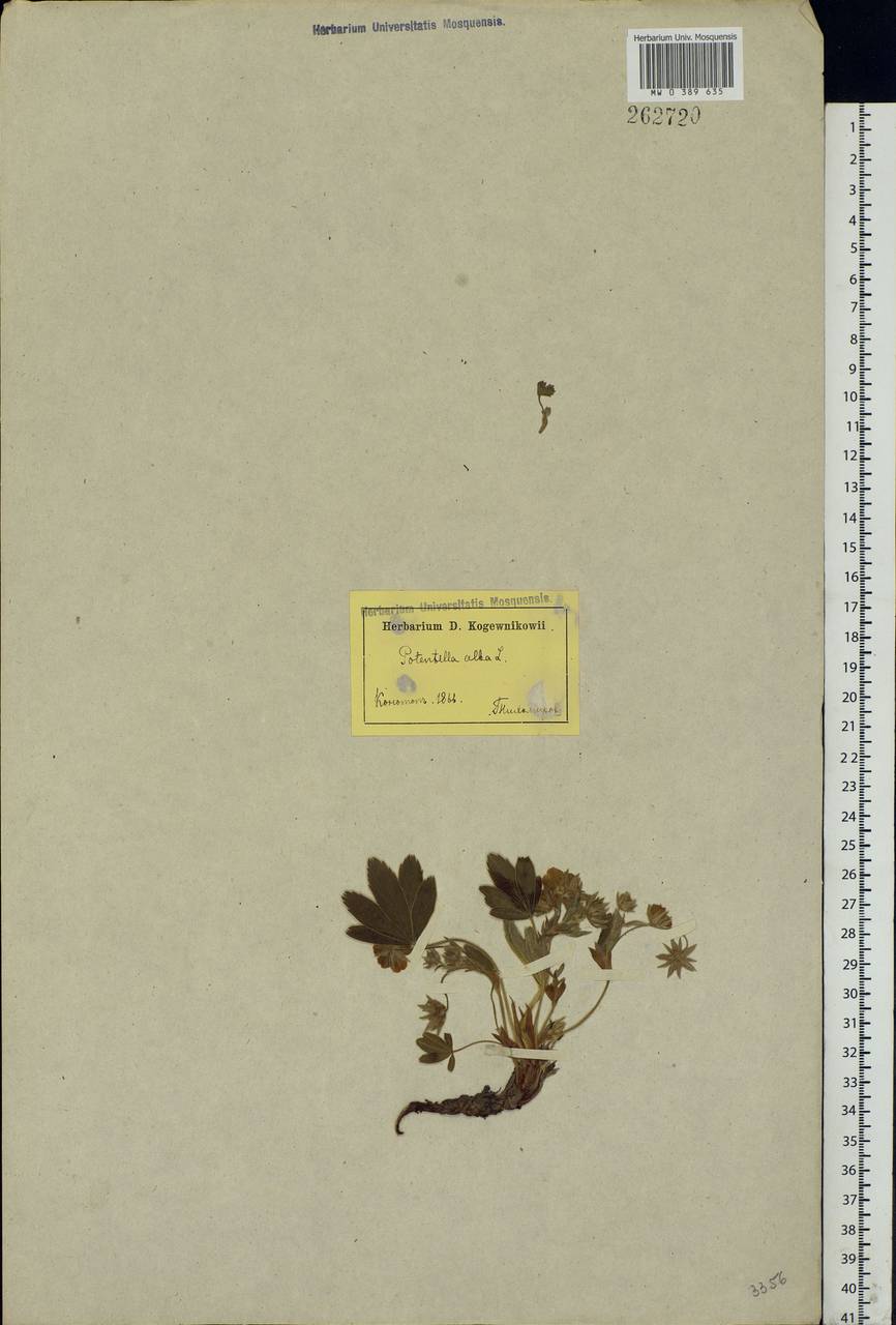 Potentilla alba L., Eastern Europe, North Ukrainian region (E11) (Ukraine)
