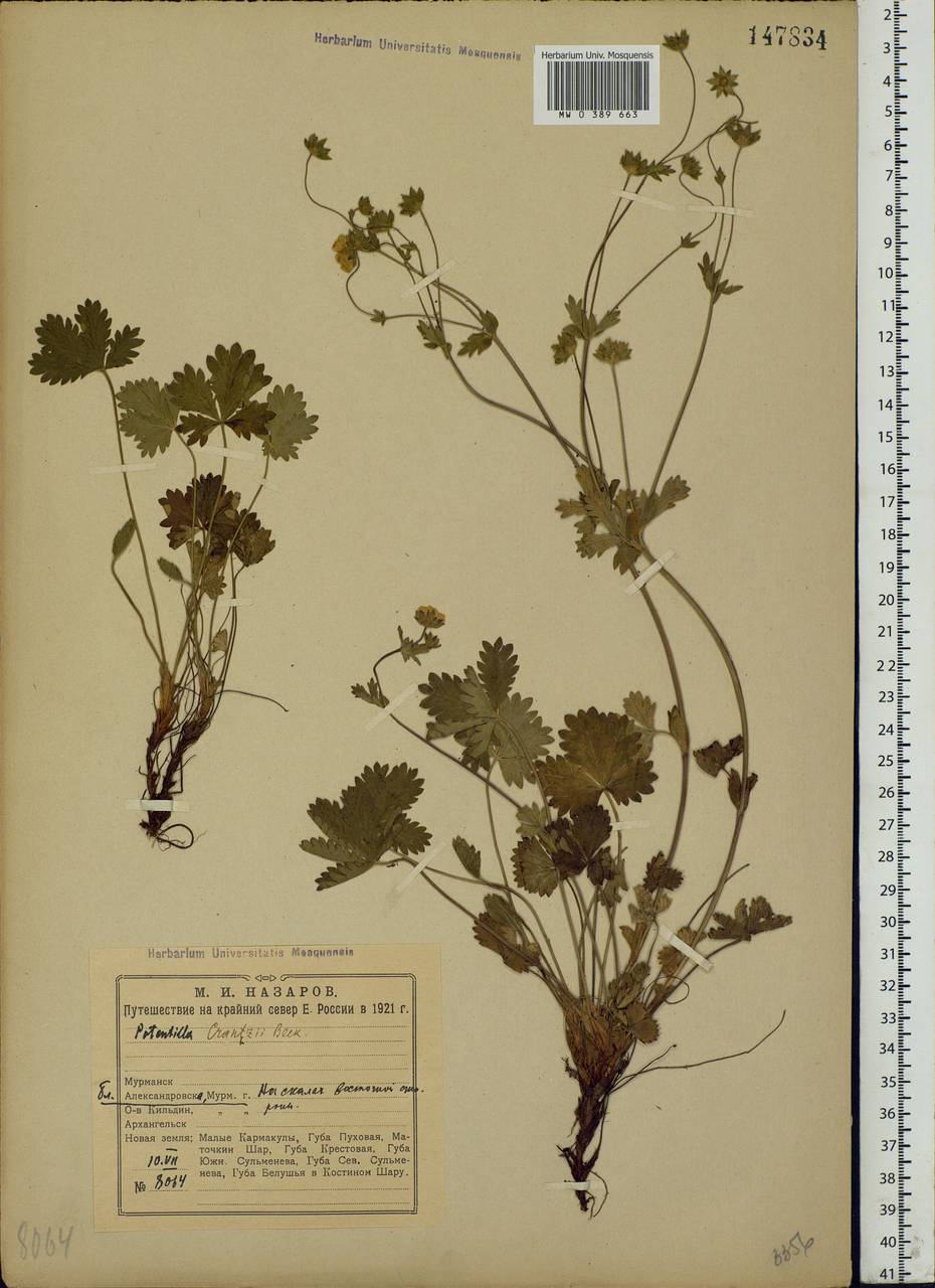 Potentilla crantzii (Crantz) Beck ex Fritsch, Eastern Europe, Northern region (E1) (Russia)