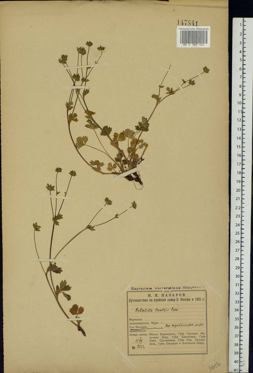 Potentilla crantzii (Crantz) Beck ex Fritsch, Eastern Europe, Northern region (E1) (Russia)