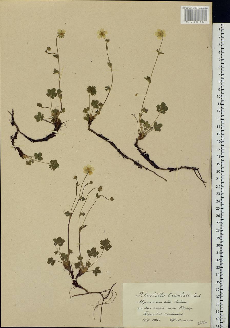 Potentilla crantzii (Crantz) Beck ex Fritsch, Eastern Europe, Northern region (E1) (Russia)