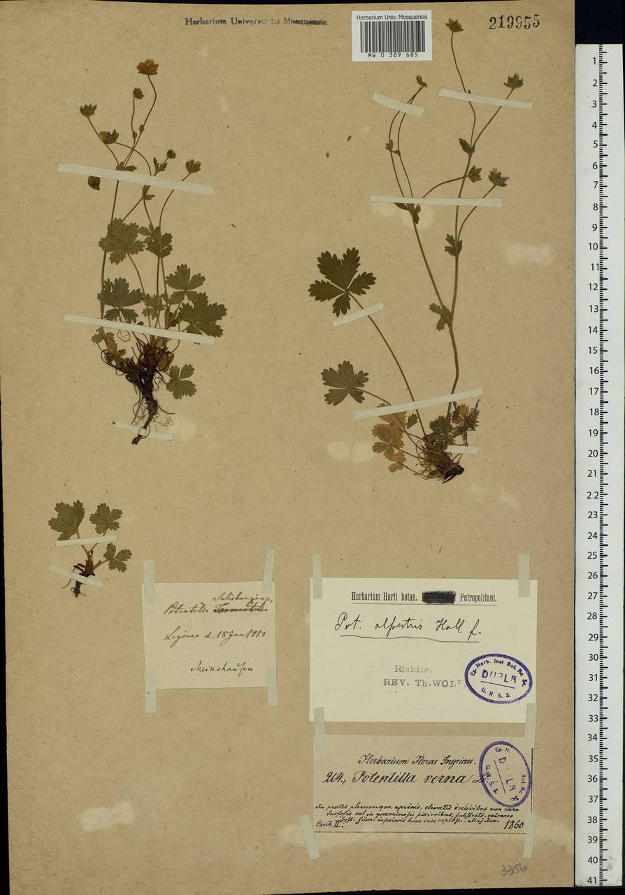 Potentilla crantzii (Crantz) Beck ex Fritsch, Eastern Europe, North-Western region (E2) (Russia)