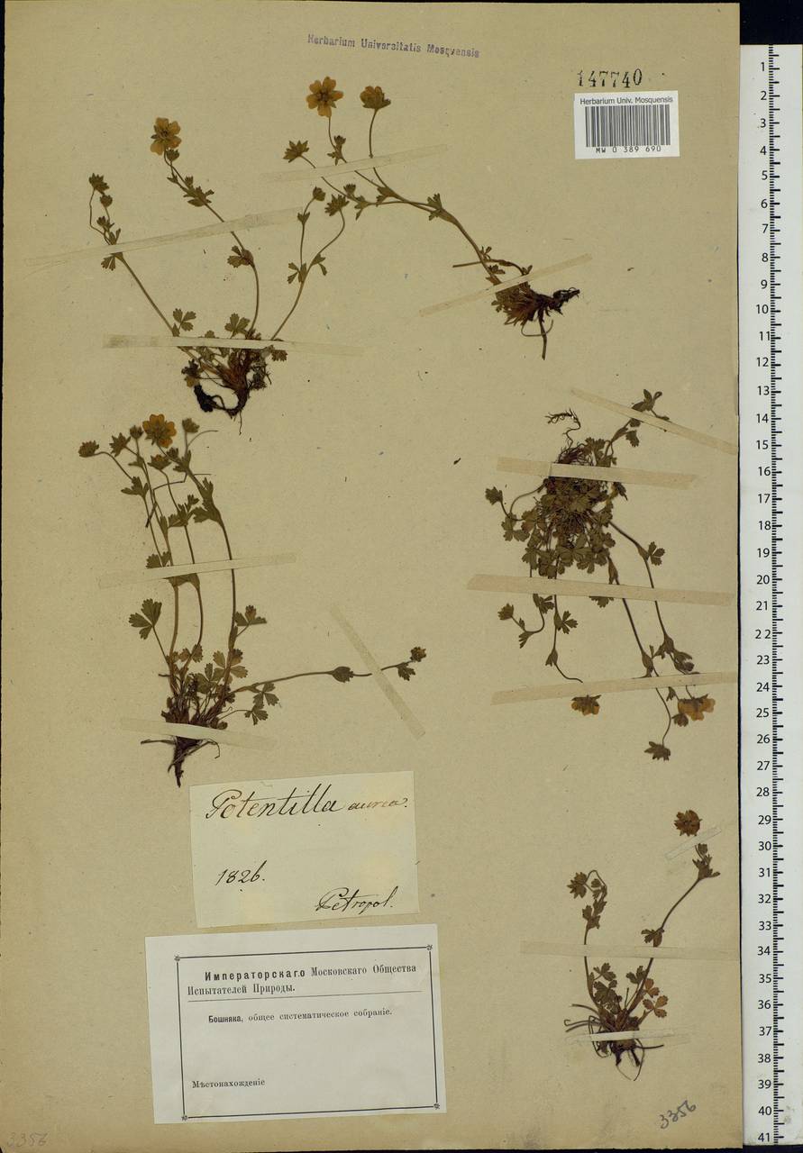 Potentilla bungei Boiss., Eastern Europe, North-Western region (E2) (Russia)