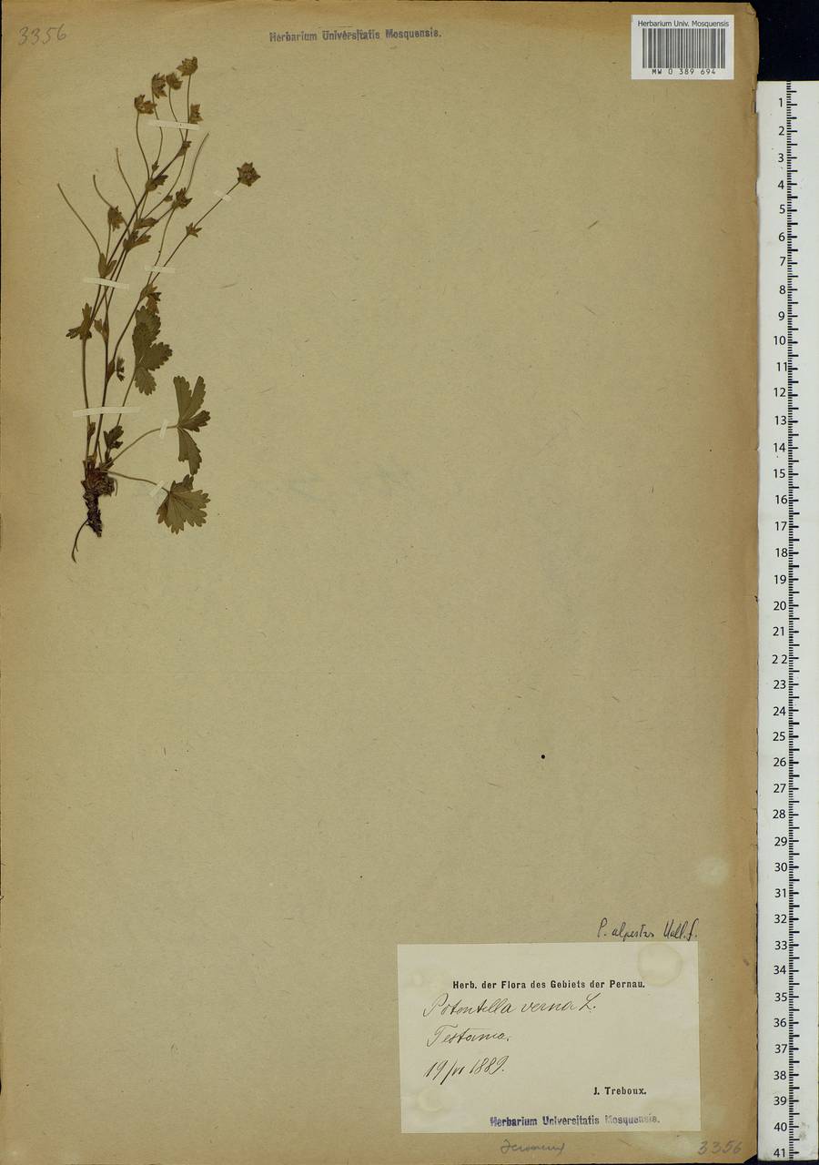 Potentilla crantzii (Crantz) Beck ex Fritsch, Eastern Europe, Estonia (E2c) (Estonia)