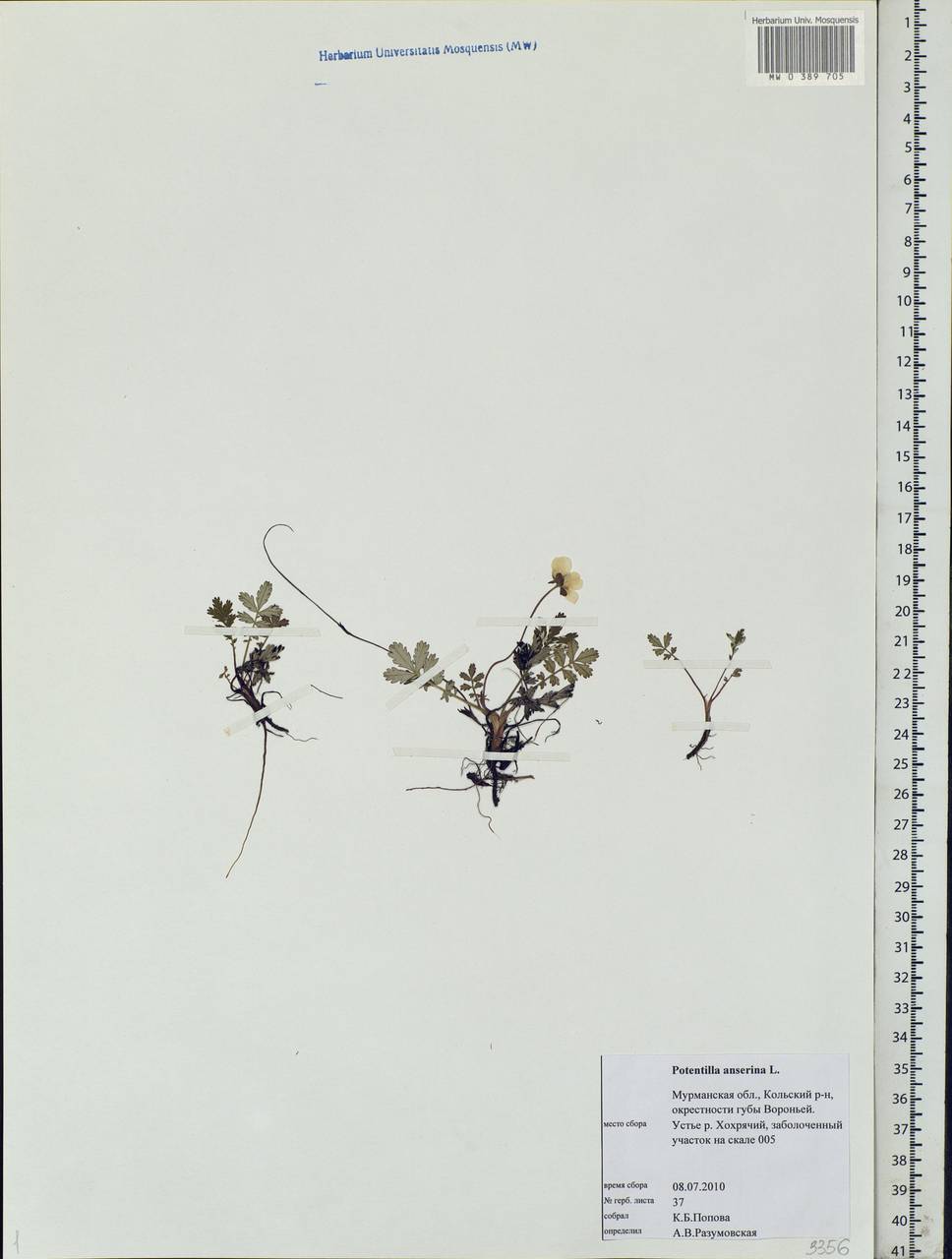 Argentina anserina subsp. anserina, Eastern Europe, Northern region (E1) (Russia)