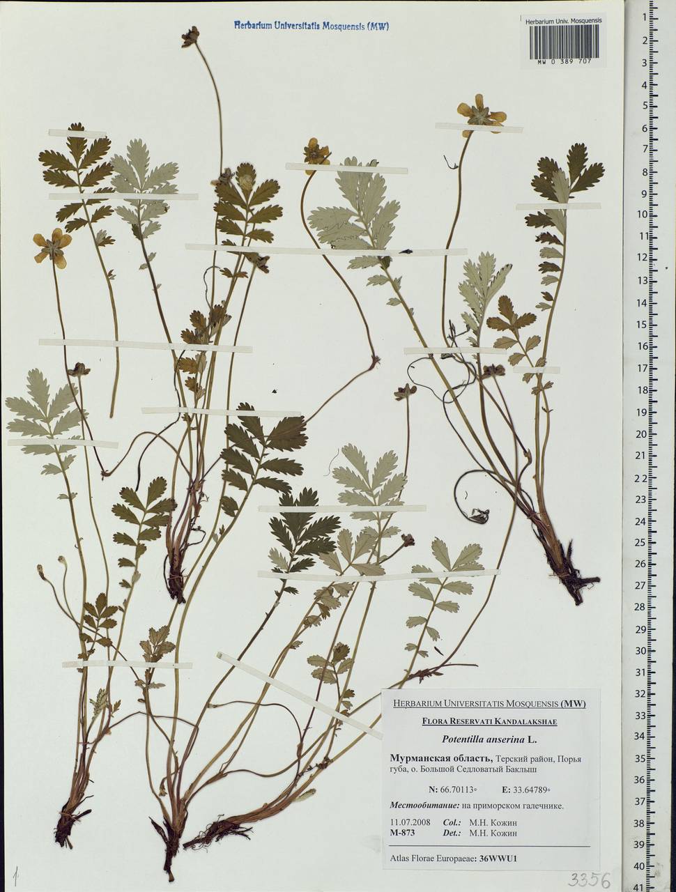 Argentina anserina subsp. anserina, Eastern Europe, Northern region (E1) (Russia)