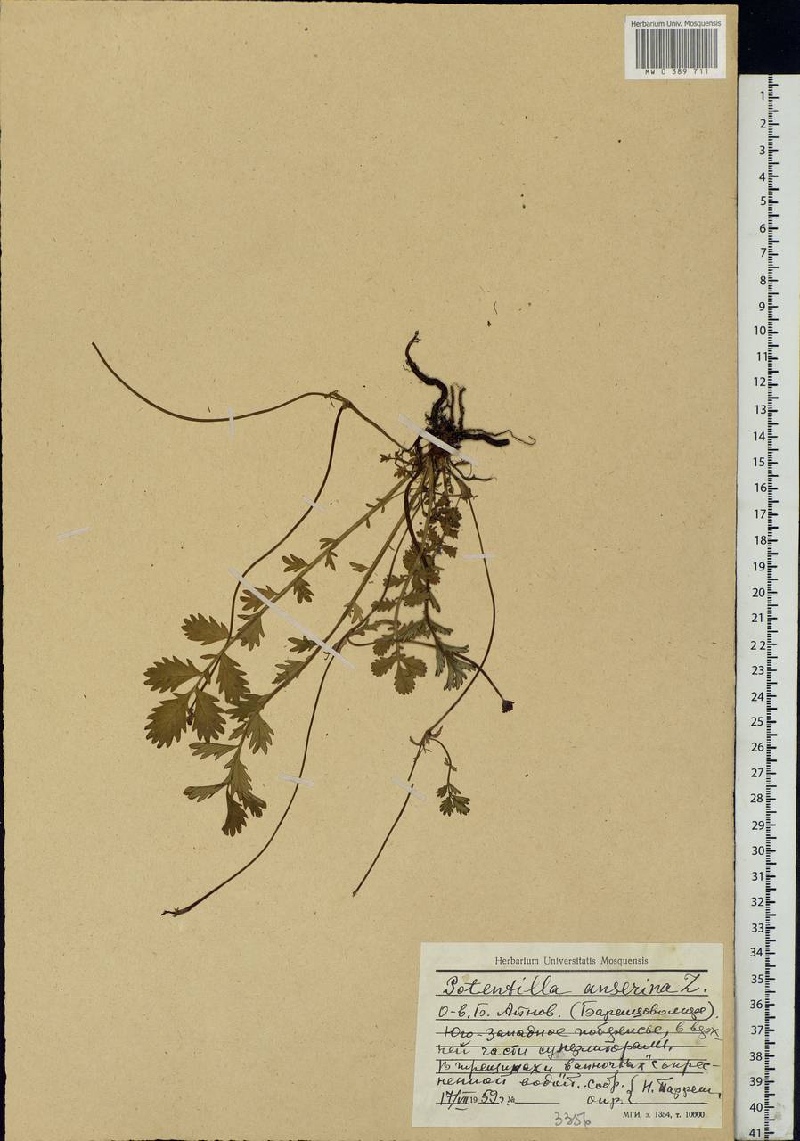 Argentina anserina subsp. anserina, Eastern Europe, Northern region (E1) (Russia)