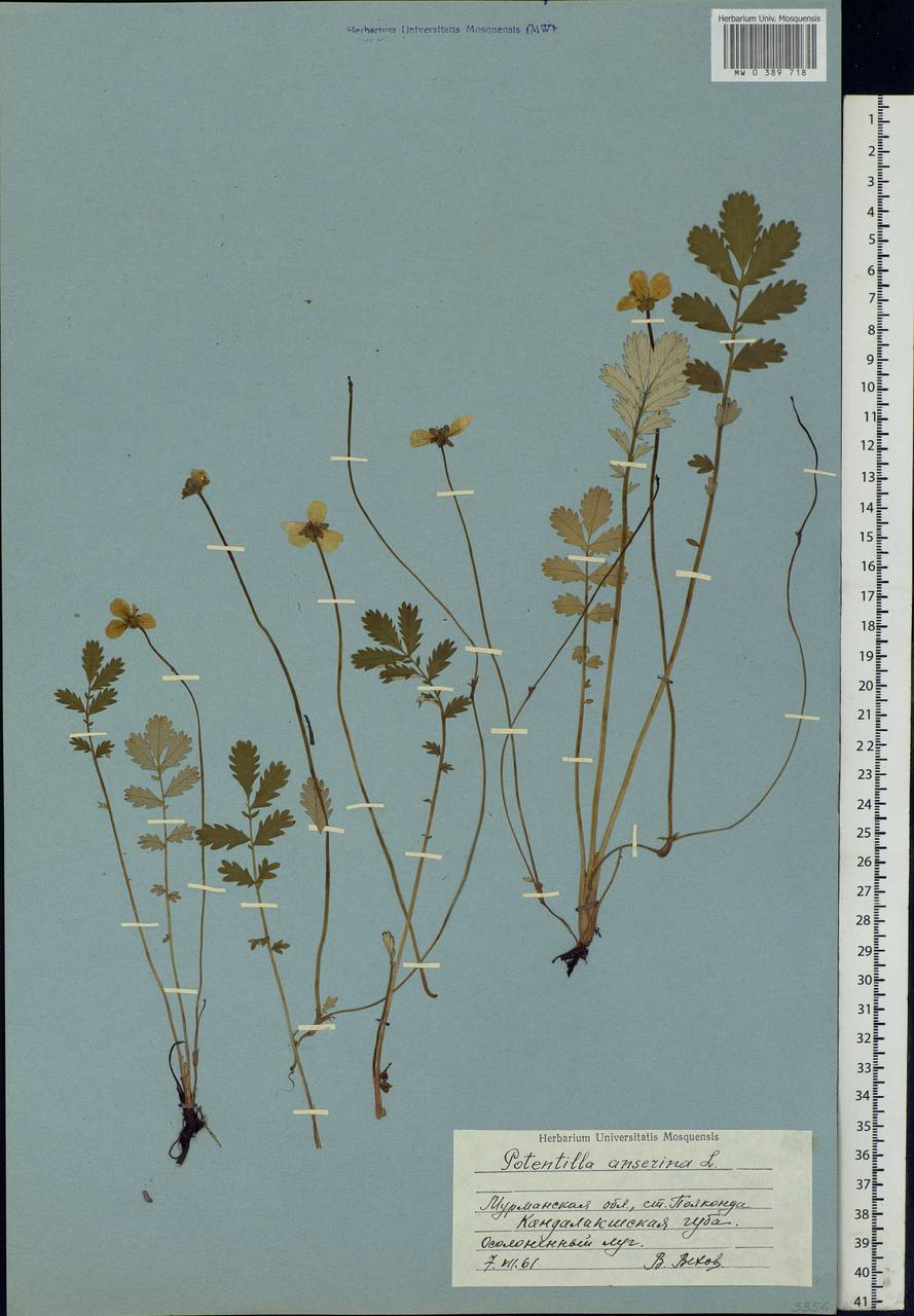 Argentina anserina subsp. anserina, Eastern Europe, Northern region (E1) (Russia)