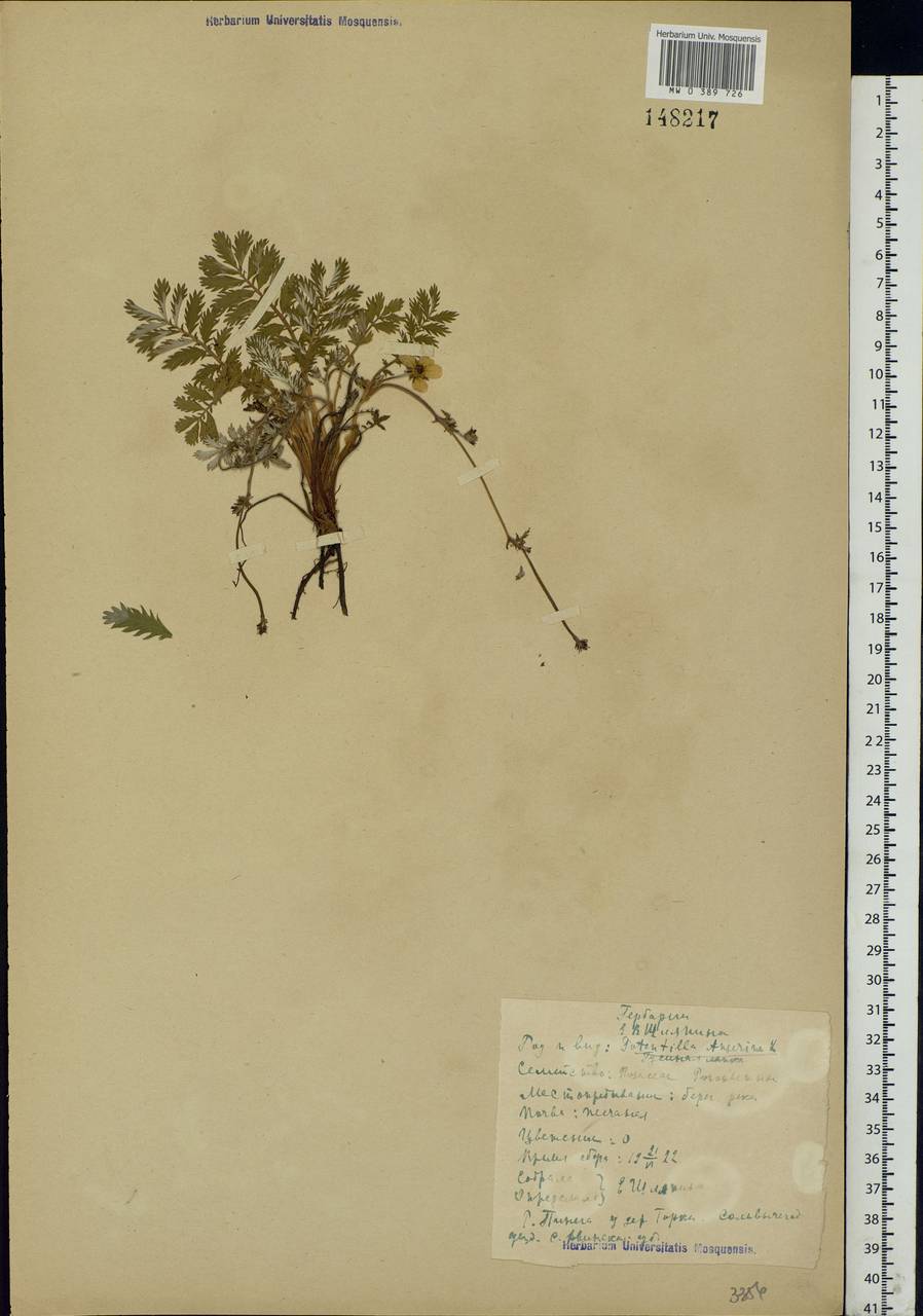Argentina anserina subsp. anserina, Eastern Europe, Northern region (E1) (Russia)