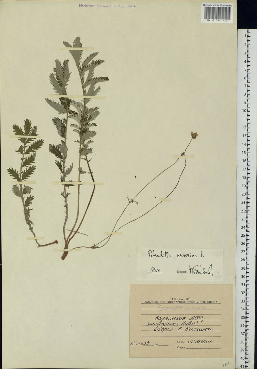 Argentina anserina subsp. anserina, Eastern Europe, Northern region (E1) (Russia)