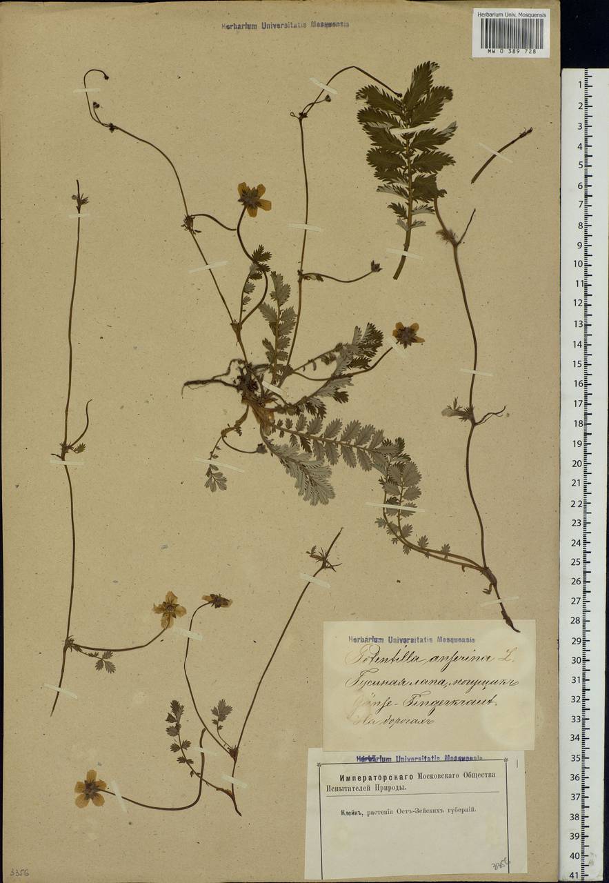 Argentina anserina subsp. anserina, Eastern Europe, Latvia (E2b) (Latvia)