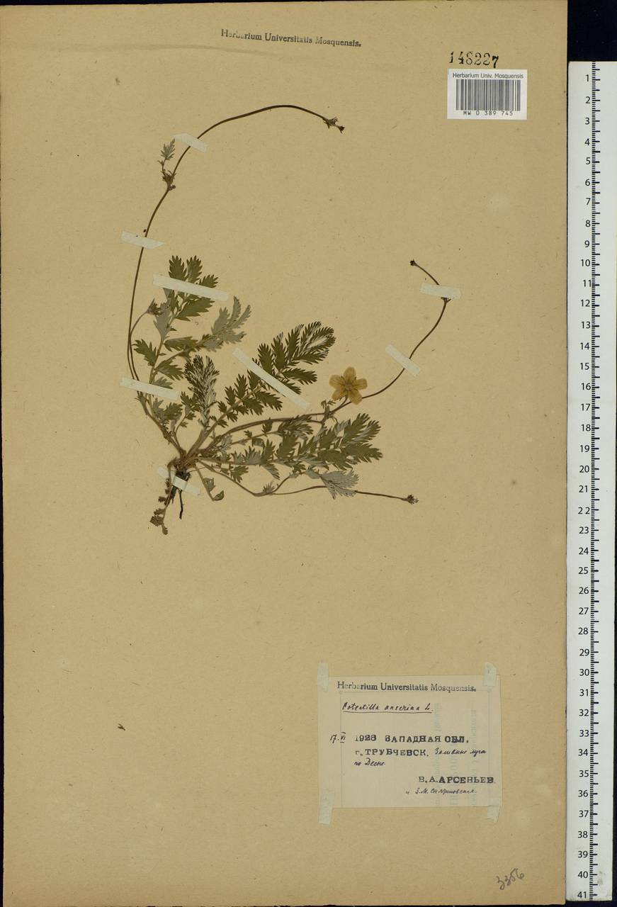 Argentina anserina subsp. anserina, Eastern Europe, Western region (E3) (Russia)