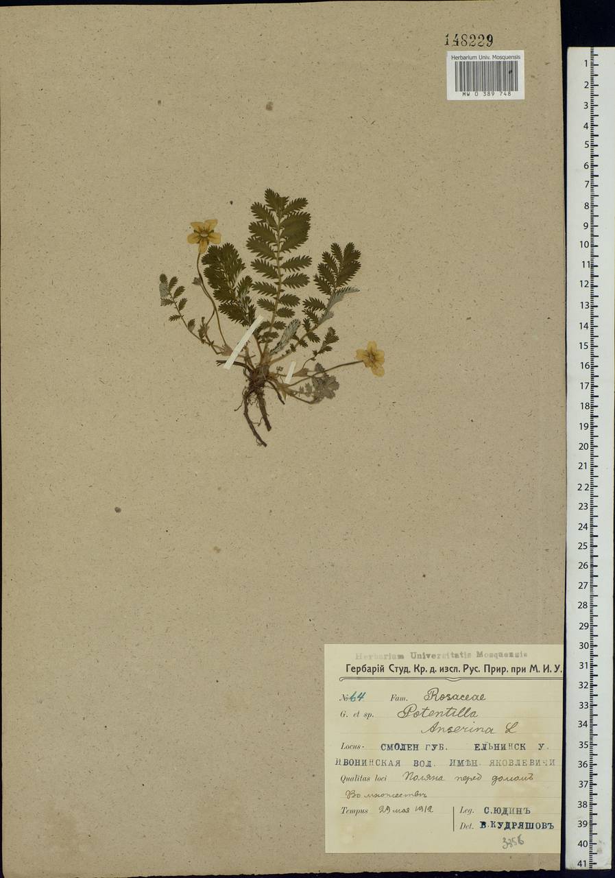 Argentina anserina subsp. anserina, Eastern Europe, Western region (E3) (Russia)