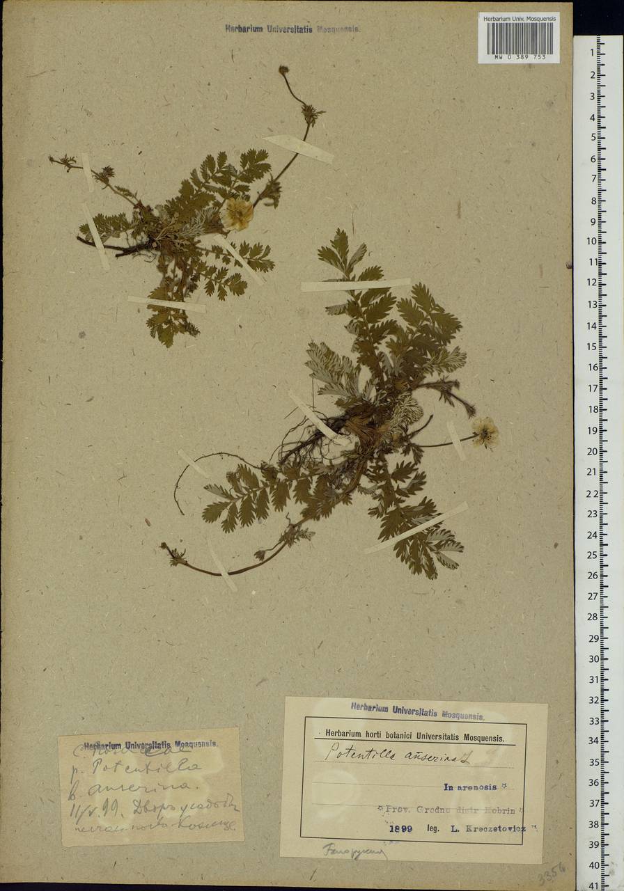 Argentina anserina subsp. anserina, Eastern Europe, Belarus (E3a) (Belarus)