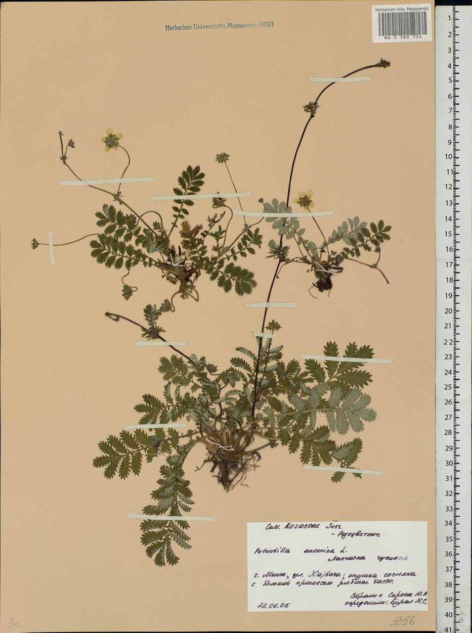 Argentina anserina subsp. anserina, Eastern Europe, Belarus (E3a) (Belarus)
