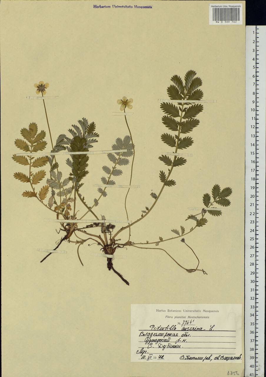 Argentina anserina subsp. anserina, Eastern Europe, Central region (E4) (Russia)