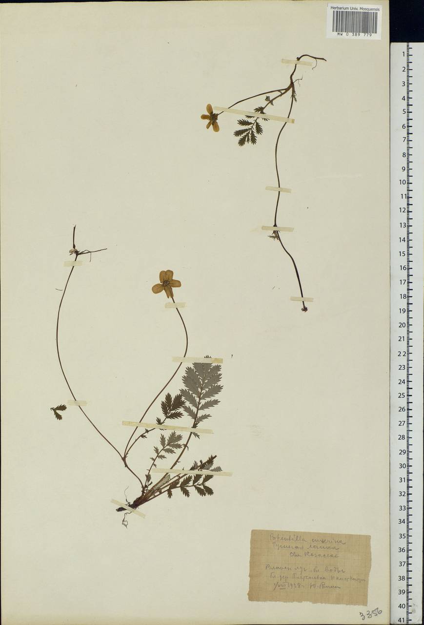Argentina anserina subsp. anserina, Eastern Europe, Central region (E4) (Russia)
