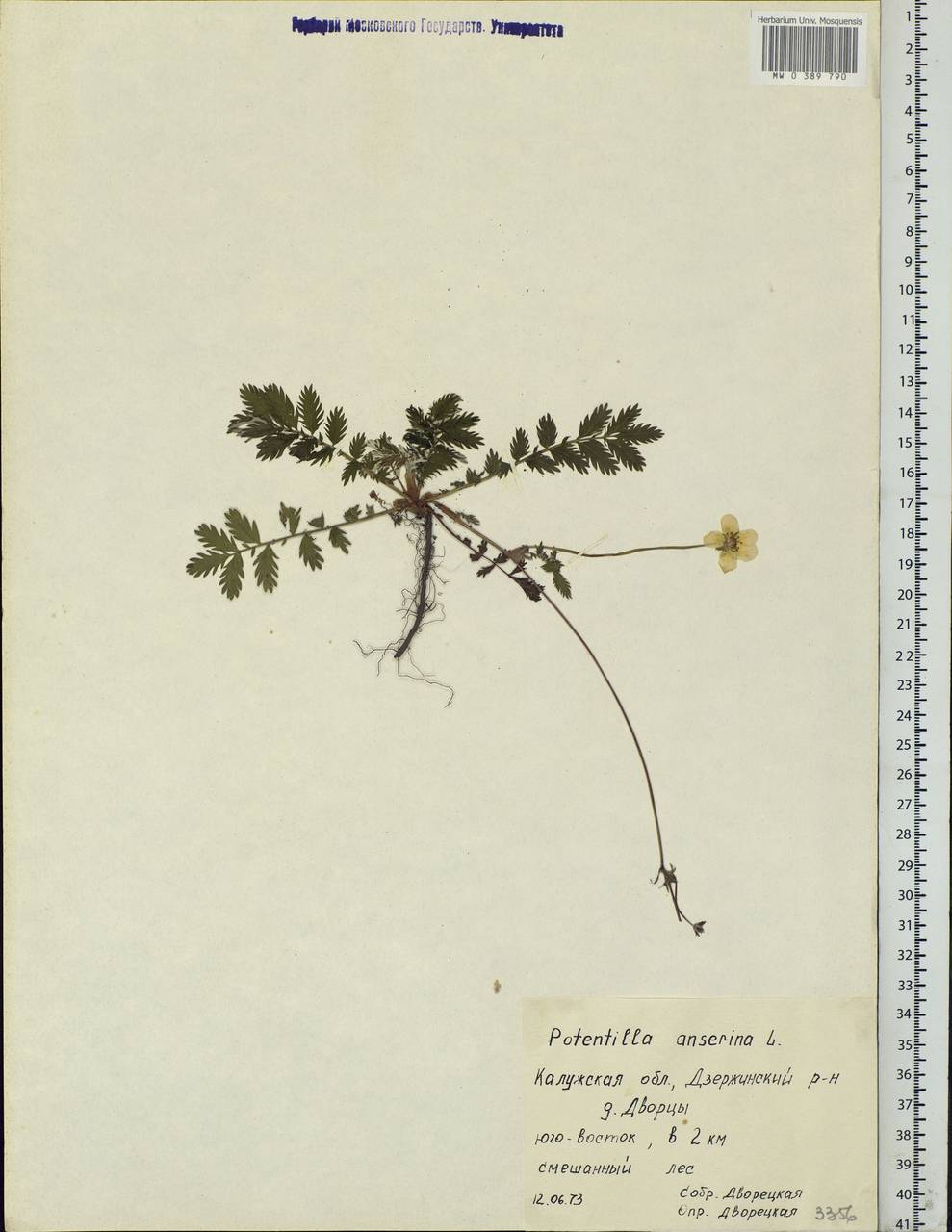 Argentina anserina subsp. anserina, Eastern Europe, Central region (E4) (Russia)