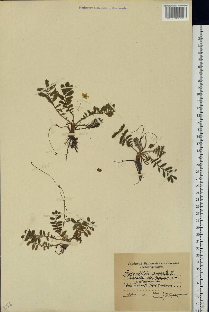 Argentina anserina subsp. anserina, Eastern Europe, Moscow region (E4a) (Russia)