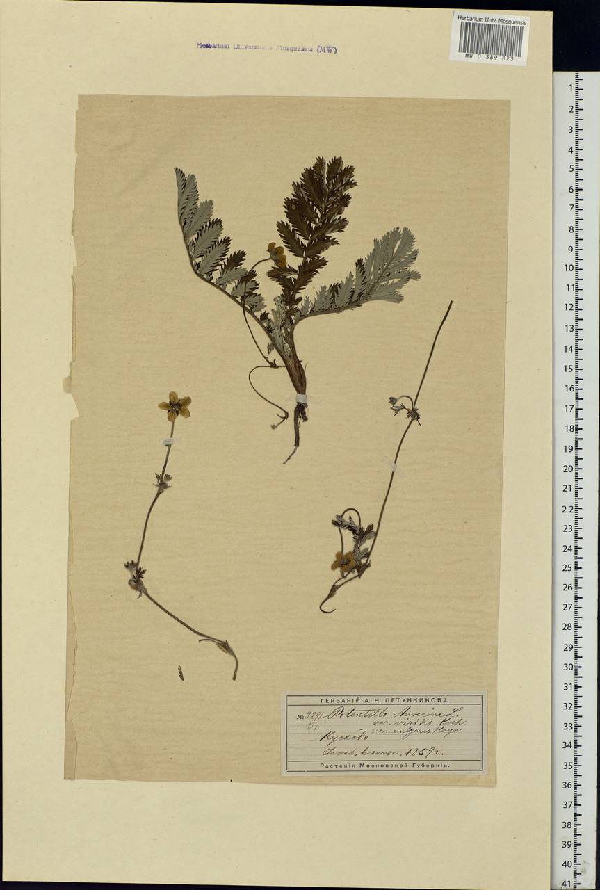 Argentina anserina subsp. anserina, Eastern Europe, Moscow region (E4a) (Russia)