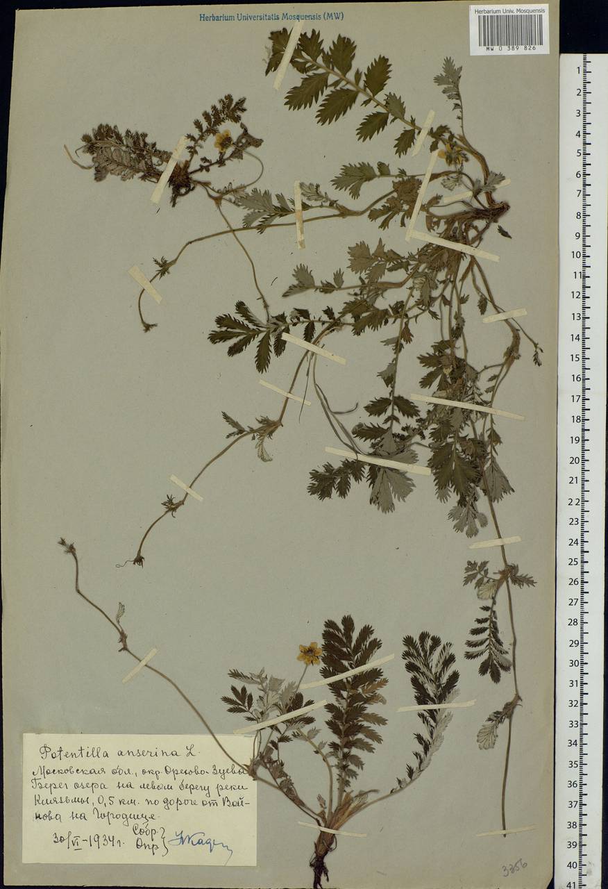 Argentina anserina subsp. anserina, Eastern Europe, Moscow region (E4a) (Russia)