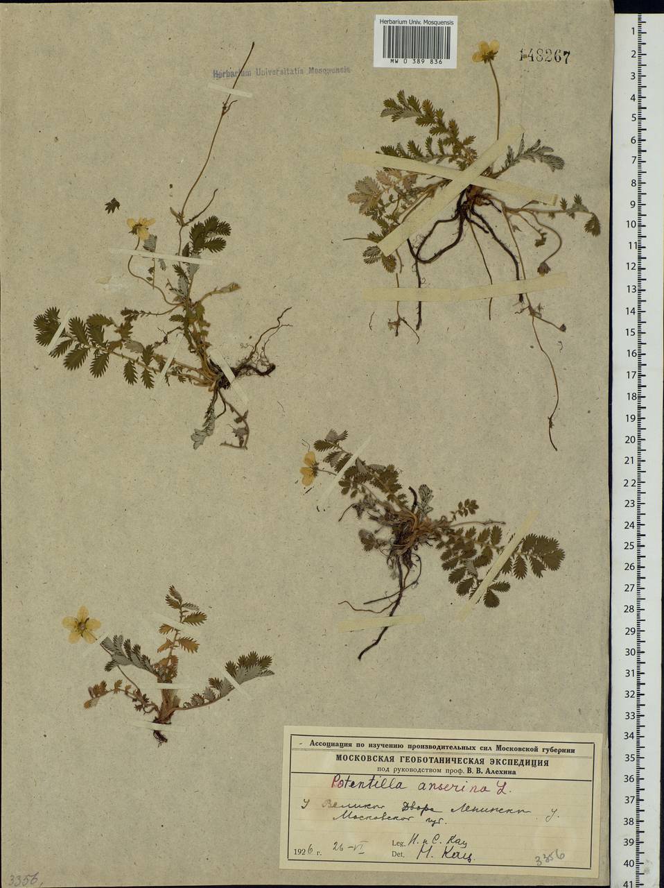 Argentina anserina subsp. anserina, Eastern Europe, Moscow region (E4a) (Russia)