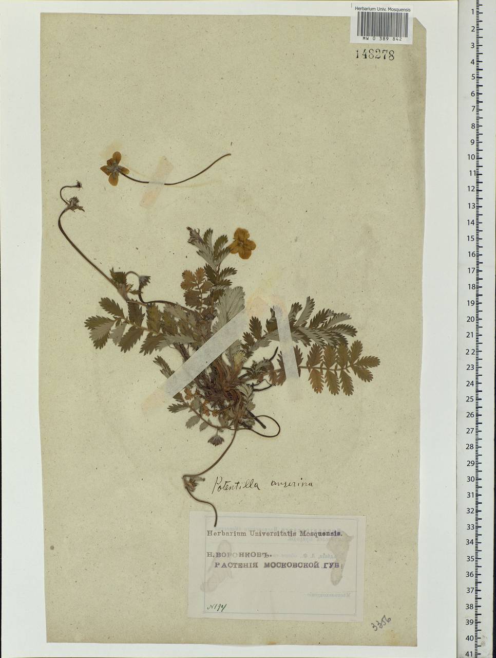 Argentina anserina subsp. anserina, Eastern Europe, Moscow region (E4a) (Russia)