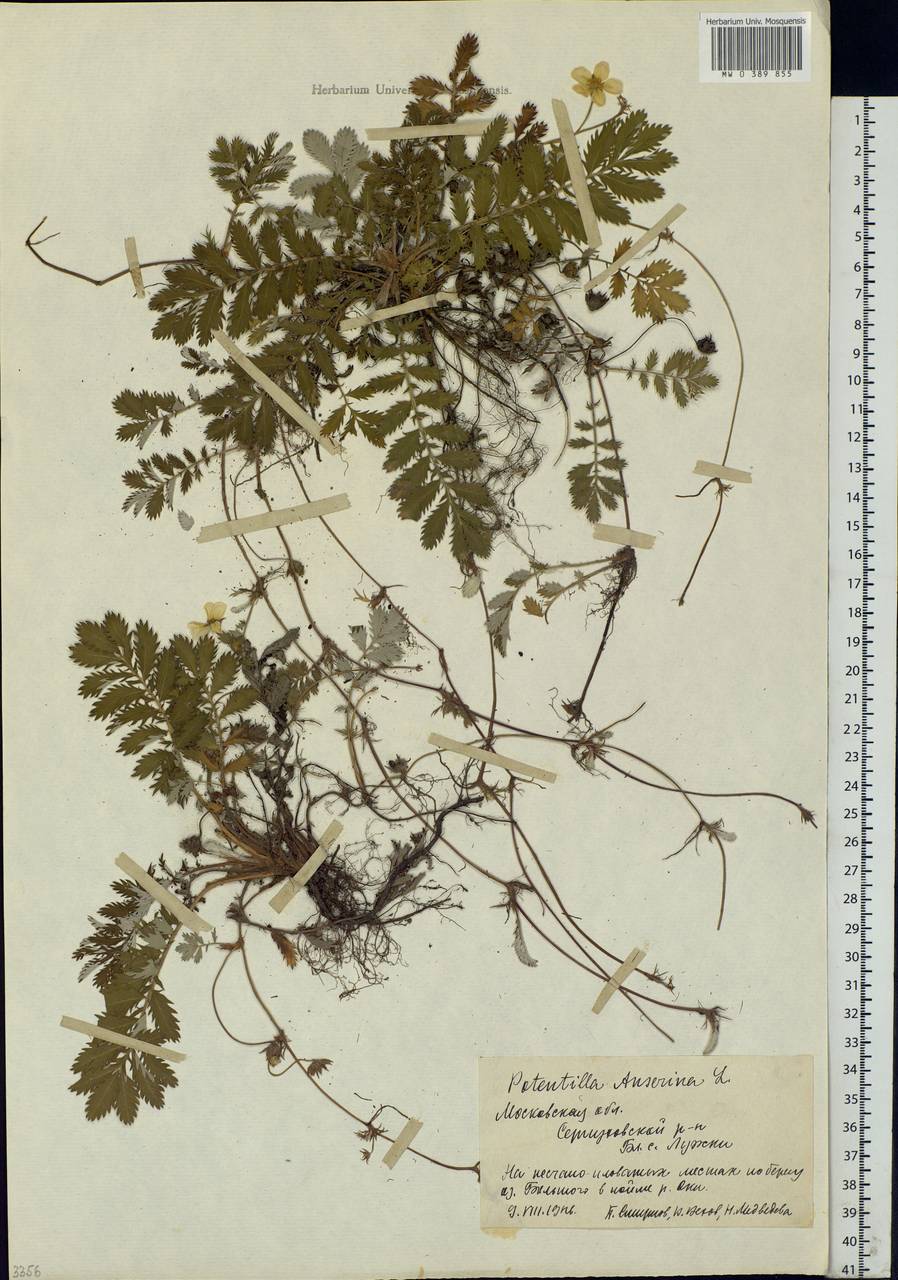 Argentina anserina subsp. anserina, Eastern Europe, Moscow region (E4a) (Russia)