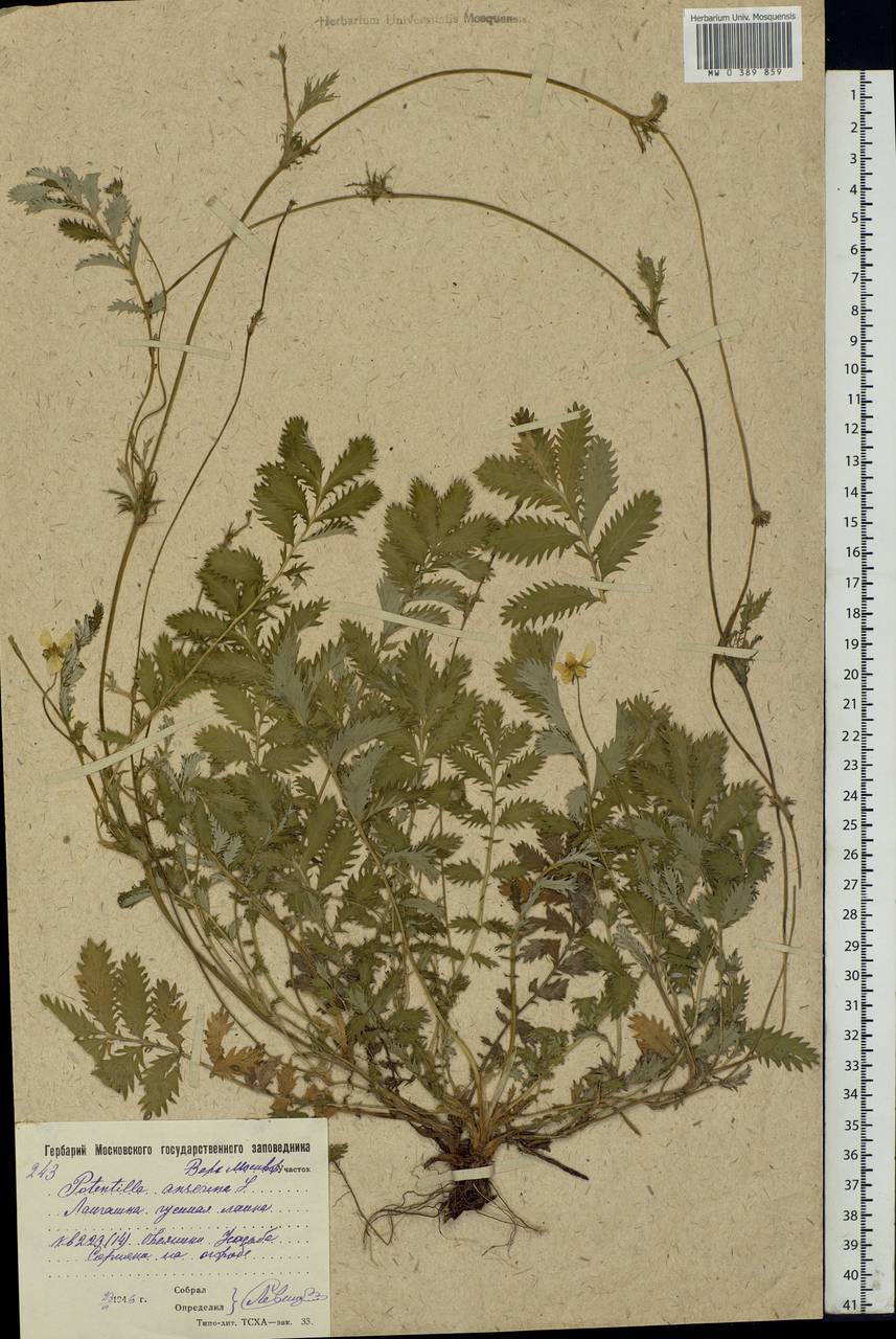 Argentina anserina subsp. anserina, Eastern Europe, Moscow region (E4a) (Russia)