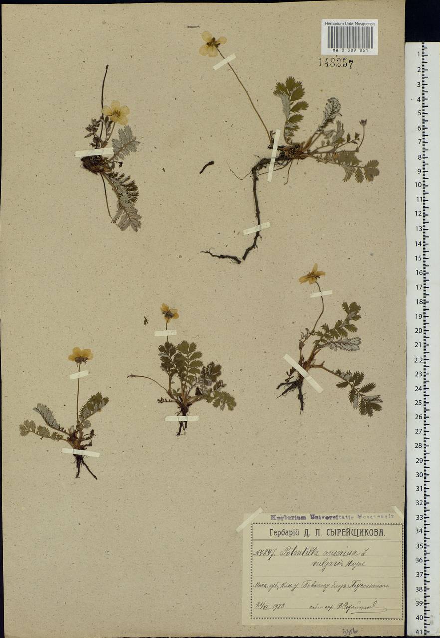 Argentina anserina subsp. anserina, Eastern Europe, Moscow region (E4a) (Russia)