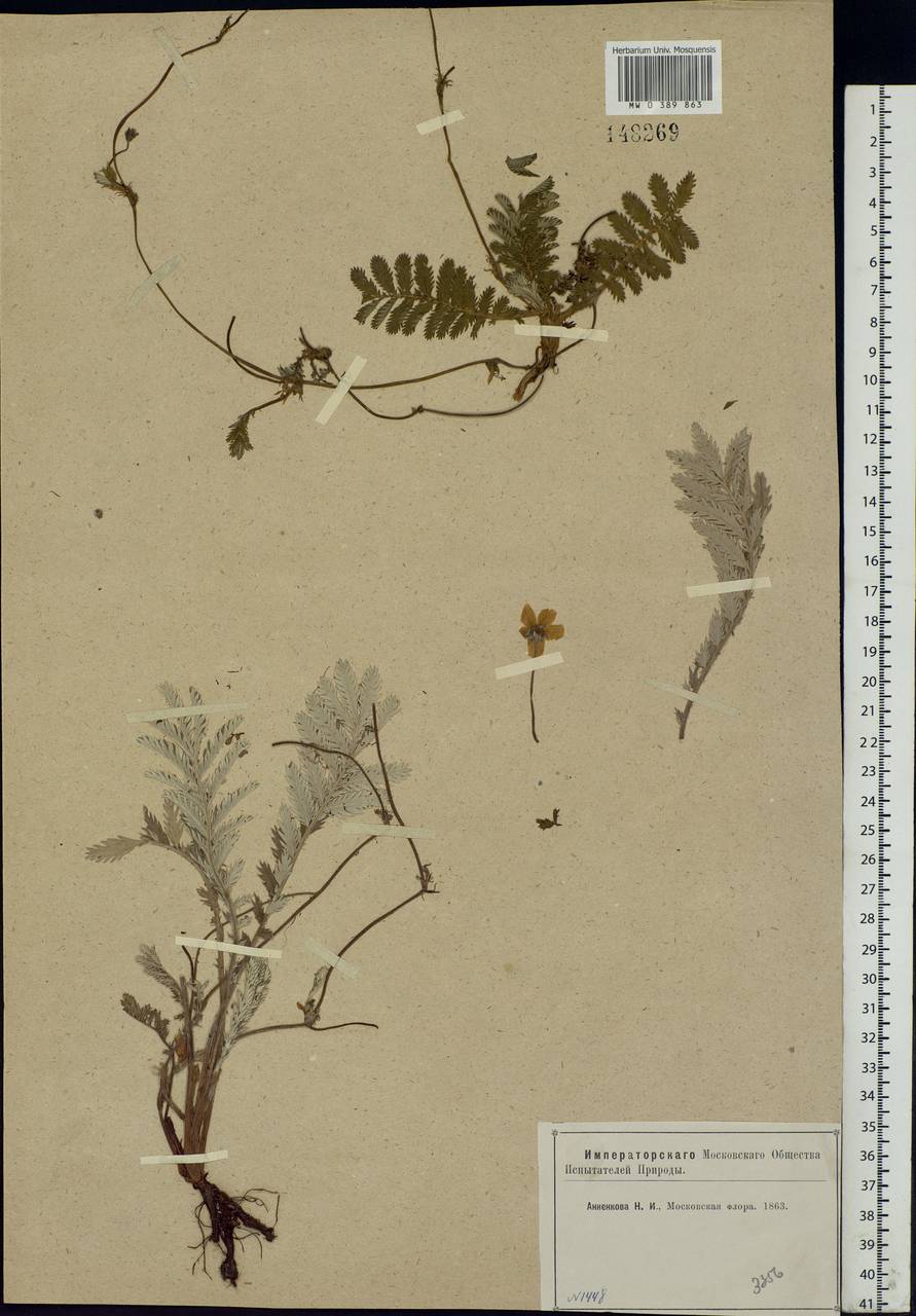 Argentina anserina subsp. anserina, Eastern Europe, Moscow region (E4a) (Russia)