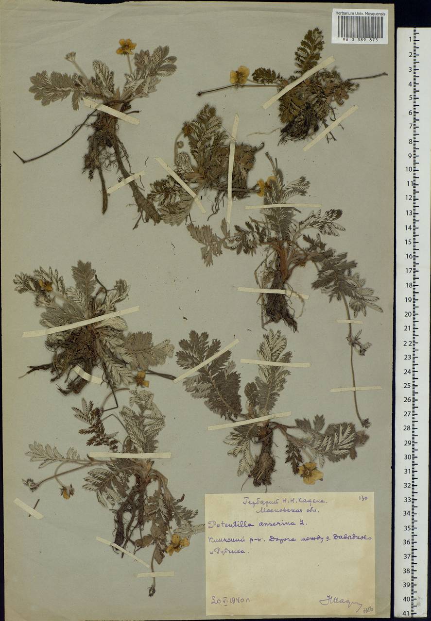 Argentina anserina subsp. anserina, Eastern Europe, Moscow region (E4a) (Russia)